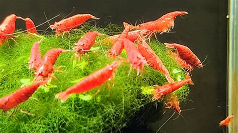 Akvarijní mech pro krevetky