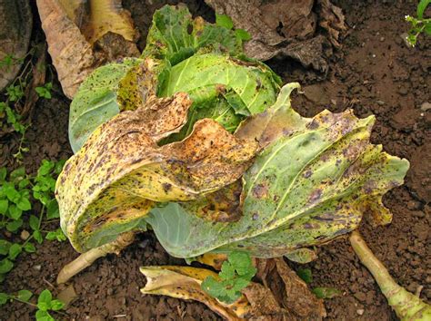 Alternariová skvrnitost brukvovité zeleniny