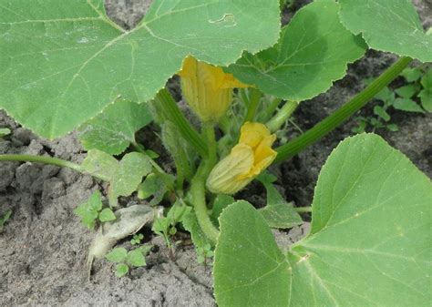 Cuketa a květy cukety