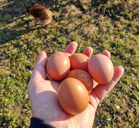 Domácí vejce z volného chovu