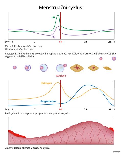 Fáze menstruačního cyklu