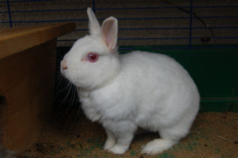 Hermelín červenooký