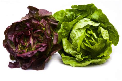 Hlávkový salát na záhonu