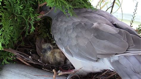 Holub hřívňáč na hnízdě s vejci