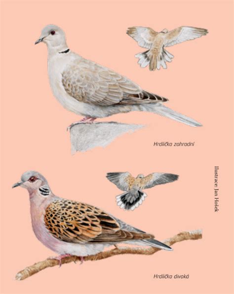 Kříženec holuba skalního a hrdličky zahradní