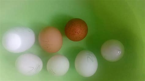 Kontrola vzhledu vajec