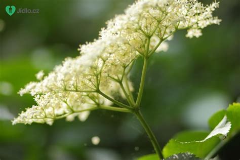 Květy černého bezu