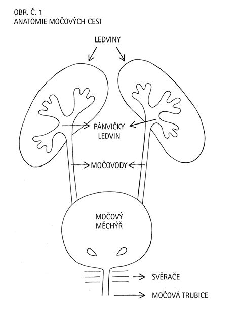 Močové cesty schéma
