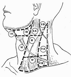 Obrázek krčních uzlin