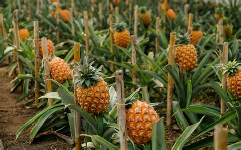 Odrůda Ananas