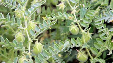 Pěstování čočky