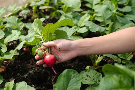 Pěstování ředkviček