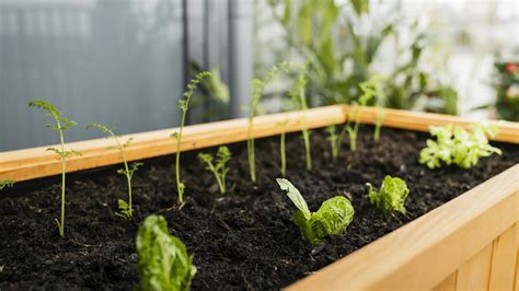 Pěstování zeleniny
