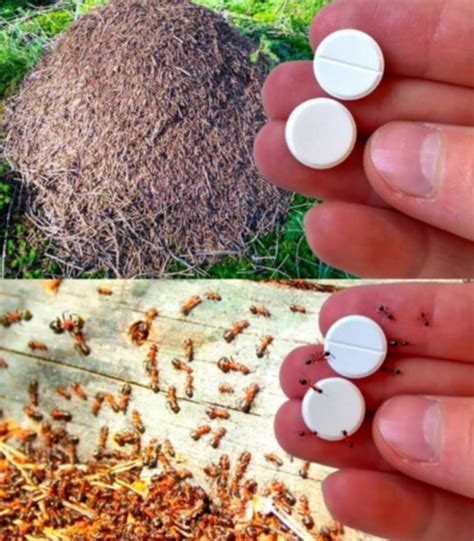 Přírodní metody proti mravencům