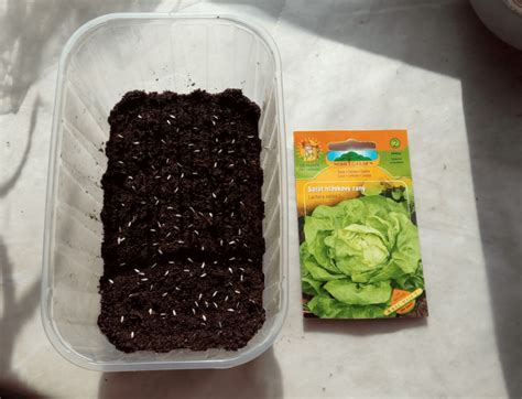 Předpěstování salátu