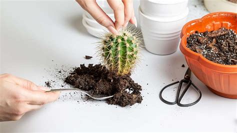 Přesazování kaktusů