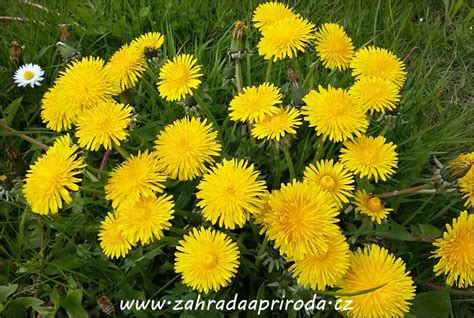 Pampeliška lékařská