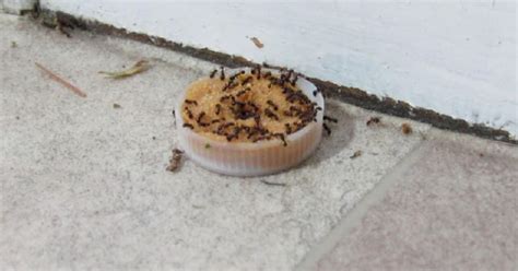 Past na mravence z jedlé sody a cukru