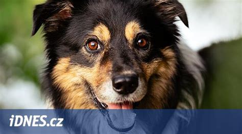 Pes a pohled do očí