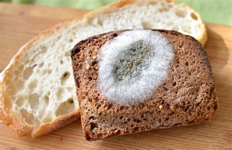 Plíseň na potravině