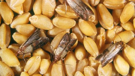 Potravinoví moli v kuchyni