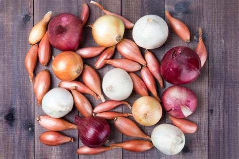 Různé druhy cibule