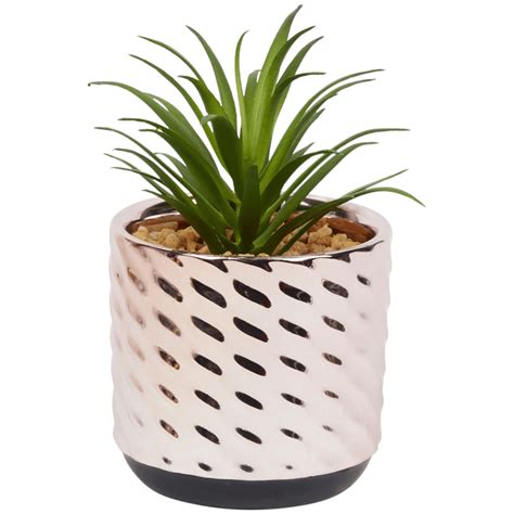 Rostlina zlaté vejce v květináči