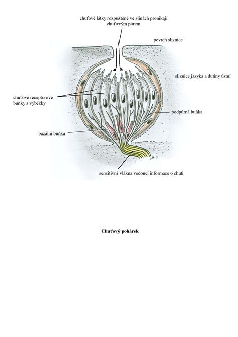 Schéma chuťových pohárků