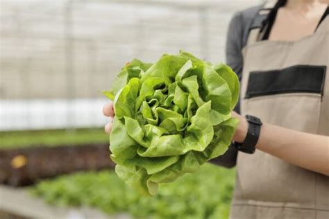 Sklizeň hlávkového salátu