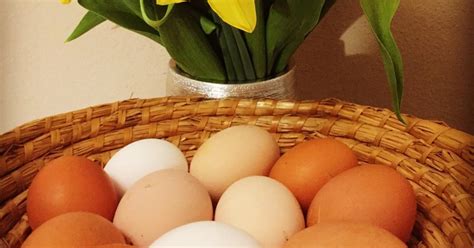 Slepičí vejce s bílkem a žloutkem