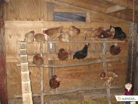 Slepice v kurníku