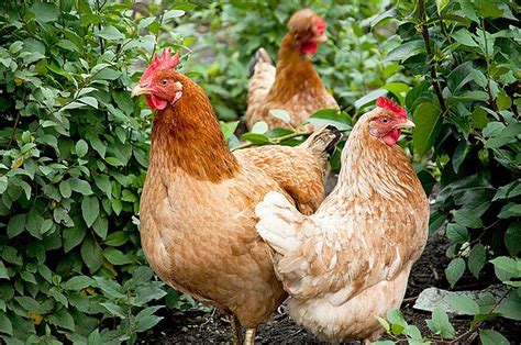 Slepice v přírodním prostředí