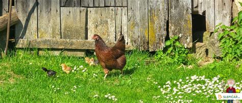 Slepice ve volném výběhu