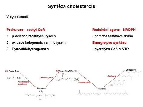 Syntéza cholesterolu