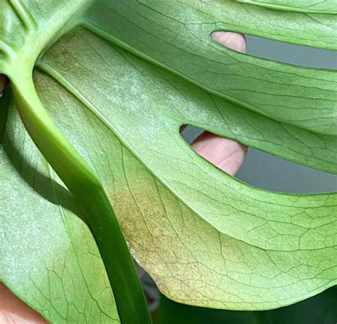 Třásněnky na listech