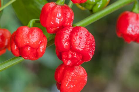 Trinidad Scorpion Moruga