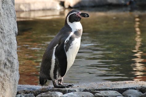 Tučňák Humboldtův
