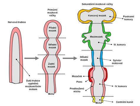 Vývoj lidského mozku