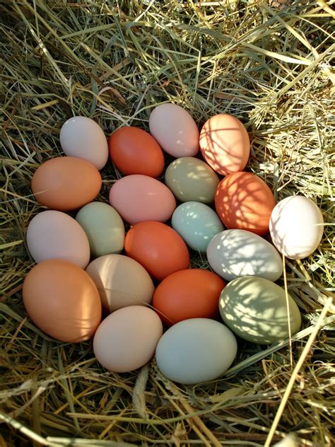 Vejce od slepic Kalimero