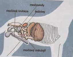 Zdravé ledviny u psa