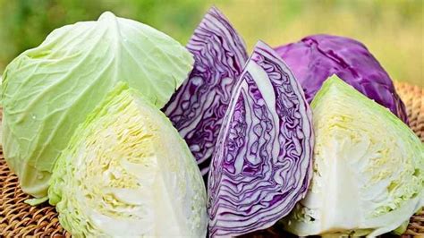 Zelí patří k vynikajícím zdrojům vitamínů.